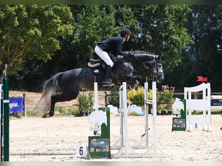 Westphalian Gelding 8 years 16,2 hh Gray in Riedstadt