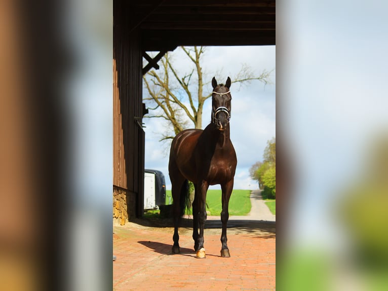 Westphalian Gelding 8 years 16,3 hh Black in Malaga