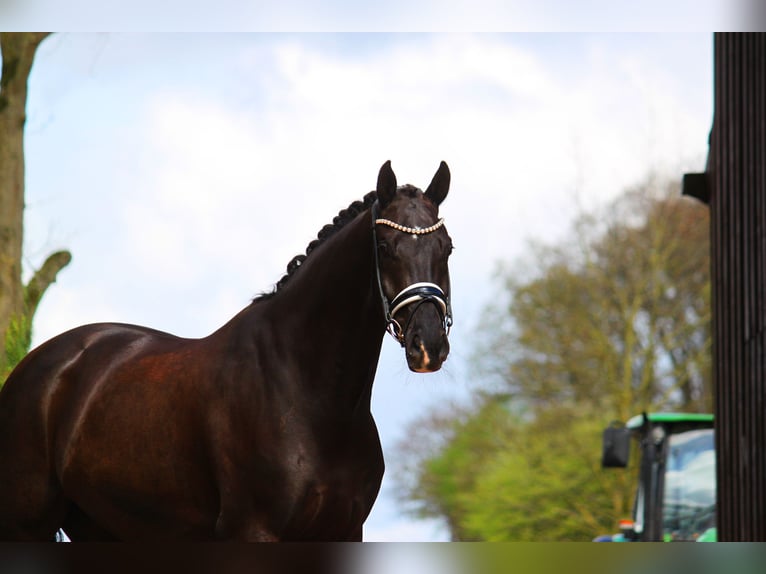 Westphalian Gelding 8 years 16,3 hh Black in Malaga