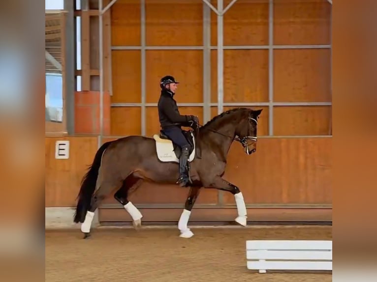 Westphalian Gelding 8 years 16.3 hh Brown in Gleichen