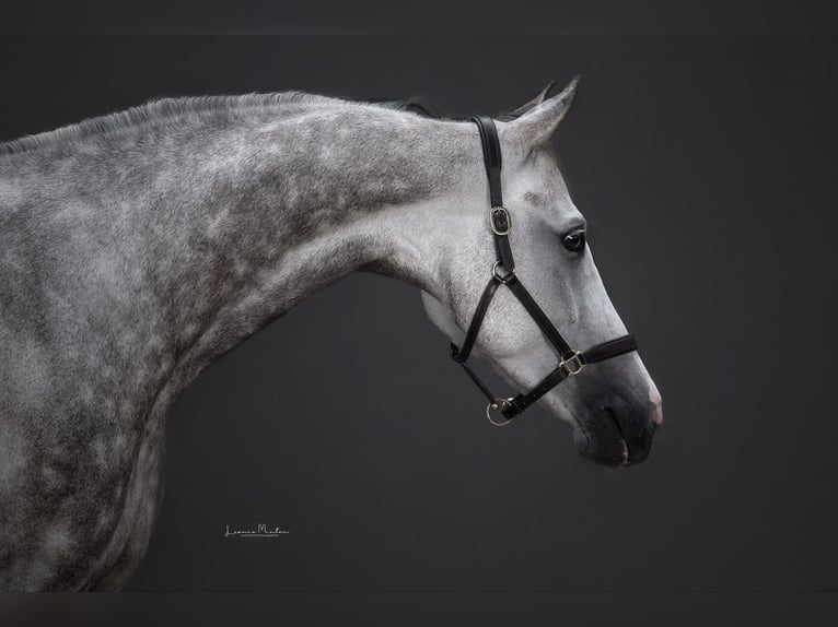 Westphalian Gelding 8 years 16.3 hh Grey in Nettetal