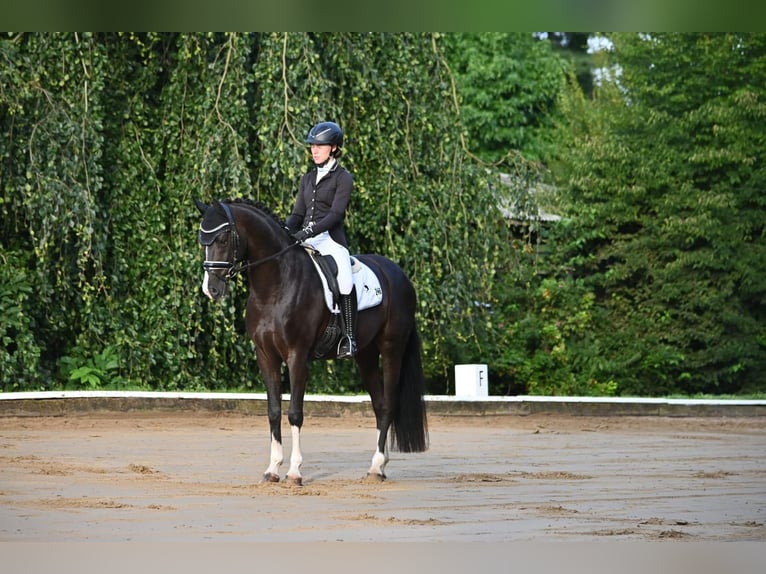 Westphalian Gelding 8 years 16 hh Black in Ottenbach