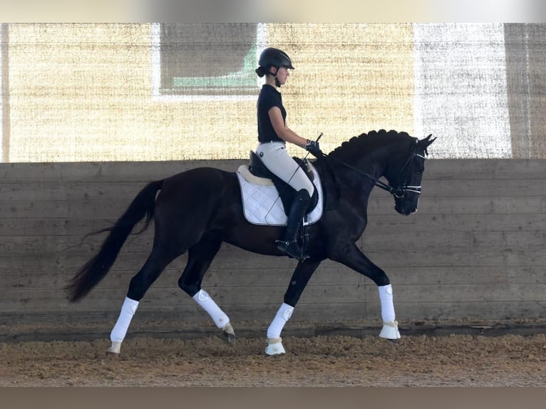 Westphalian Gelding 8 years 16 hh Black in Ottenbach