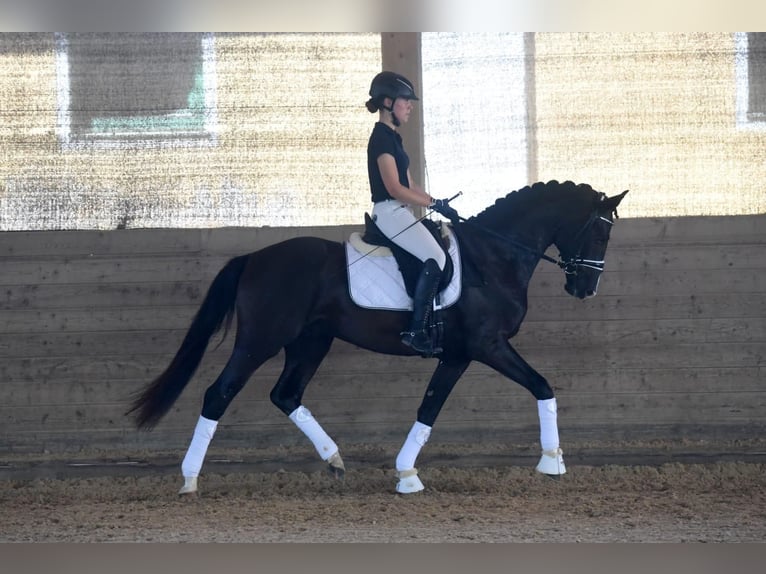 Westphalian Gelding 8 years 16 hh Black in Ottenbach