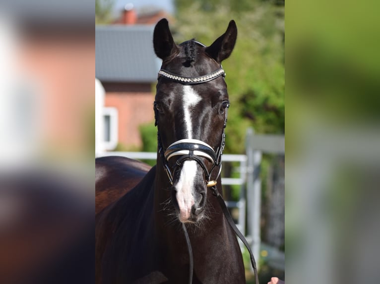 Westphalian Gelding 8 years 16 hh Black in Ottenbach