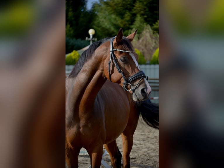 Westphalian Gelding 8 years 16 hh Brown in PapenburgPapenburg