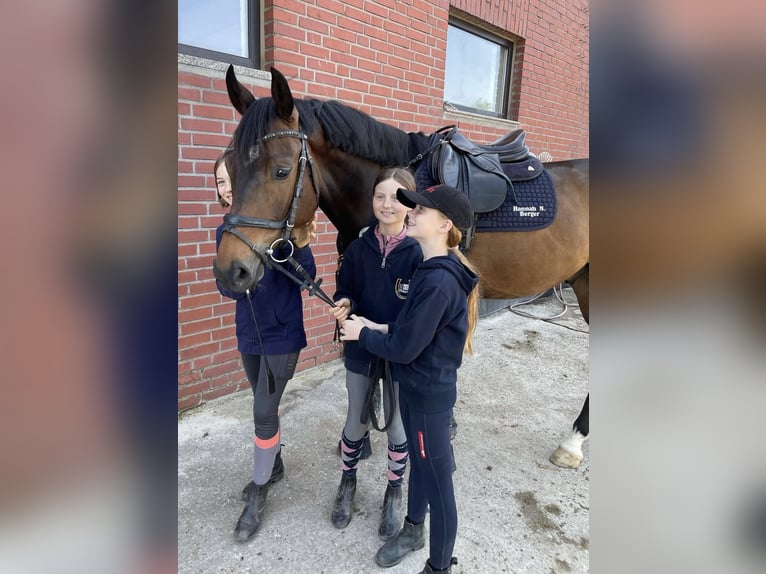 Westphalian Gelding 8 years 16 hh Brown in Ocala