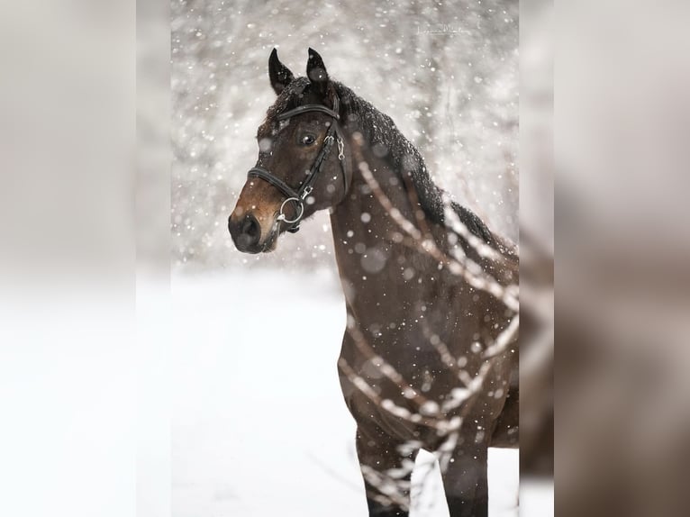 Westphalian Gelding 8 years 16 hh Brown in Ocala