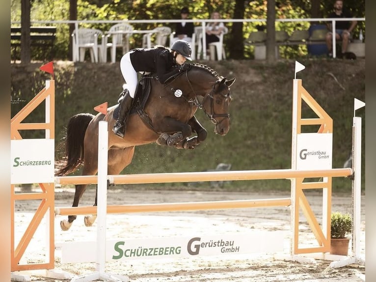 Westphalian Gelding 8 years 16 hh Brown in Ocala