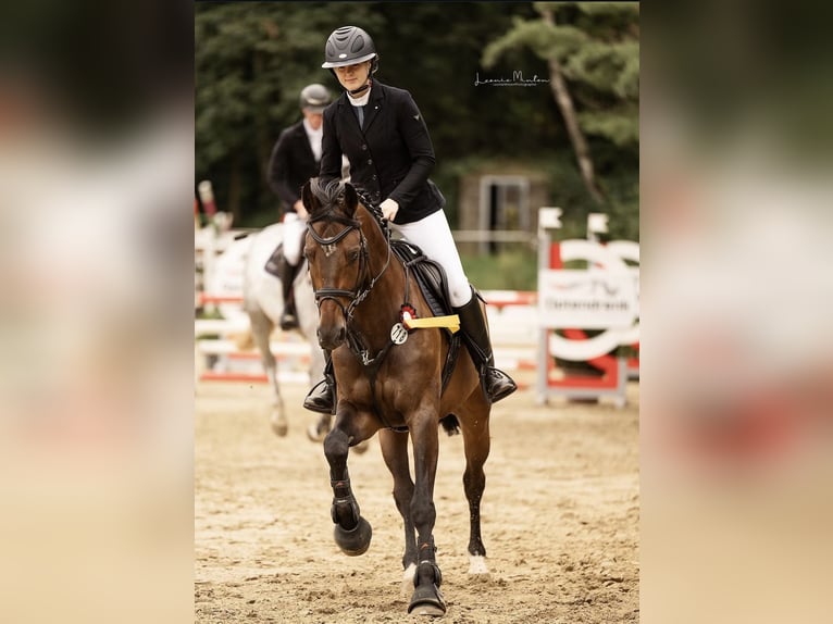 Westphalian Gelding 8 years 16 hh Brown in Ocala