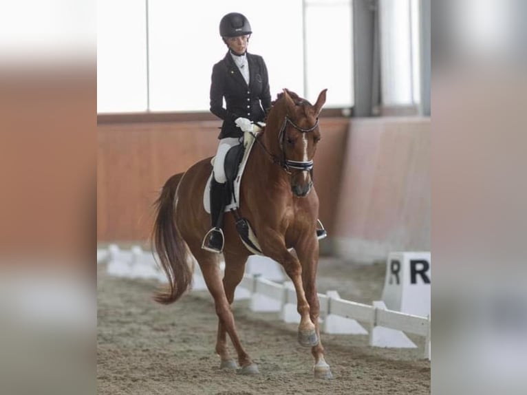 Westphalian Gelding 8 years 16 hh Chestnut-Red in Prag