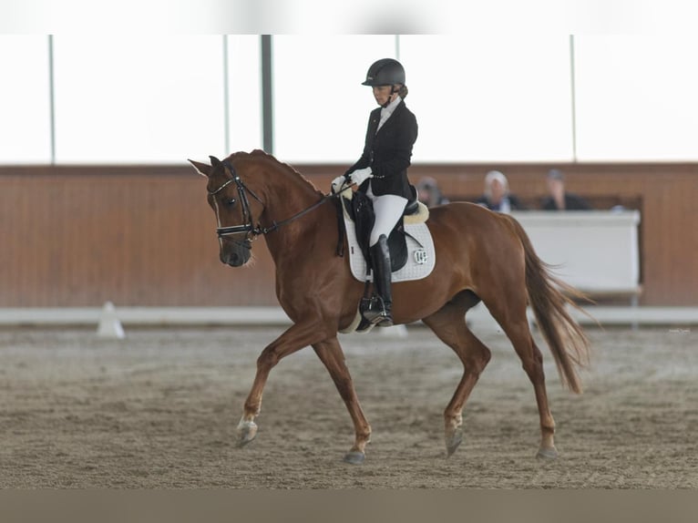 Westphalian Gelding 8 years 16 hh Chestnut-Red in Prag