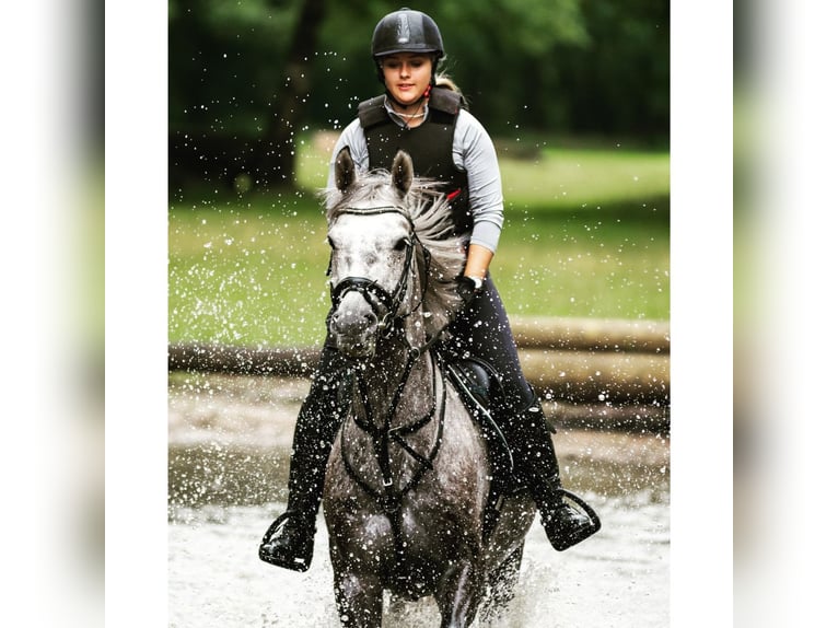 Westphalian Gelding 8 years 16 hh Grey-Dapple in Senden