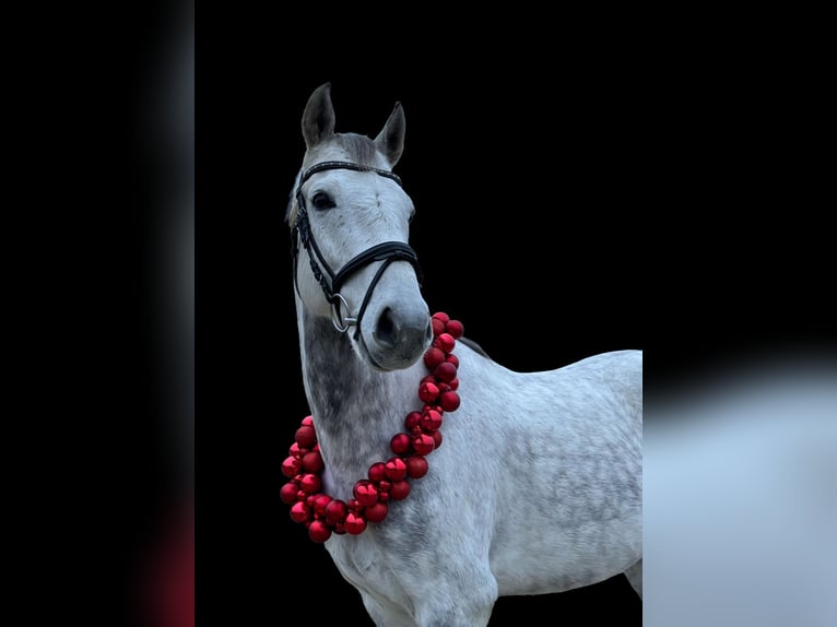 Westphalian Gelding 8 years 16 hh Grey in Aldrans