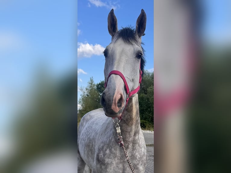 Westphalian Gelding 8 years 16,1 hh Gray in Coburg