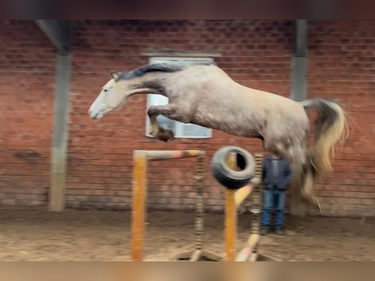Westphalian Gelding 8 years 16,1 hh Gray in Coburg