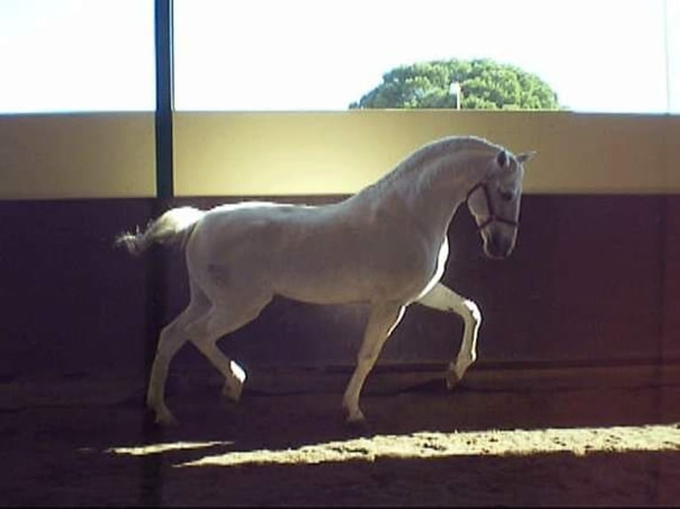 Westphalian Mix Gelding 8 years 16,1 hh Grey in Mornant