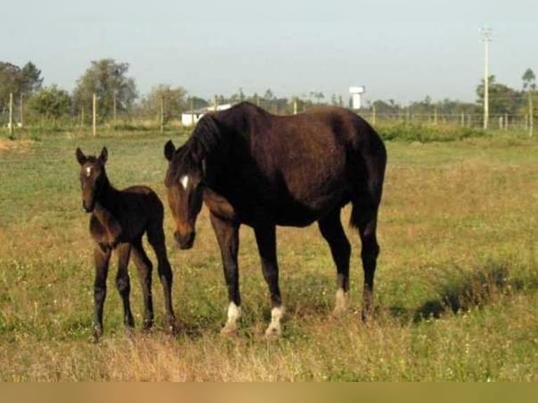 Westphalian Mix Gelding 8 years 16,1 hh Grey in Mornant