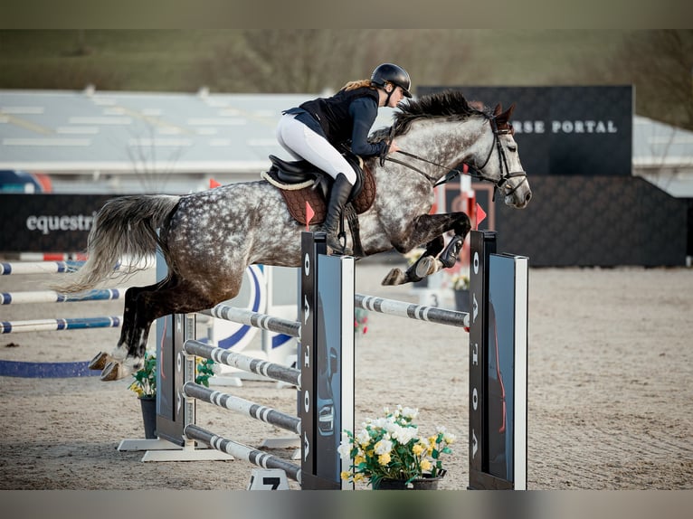 Westphalian Gelding 8 years 16,1 hh Grey in Hunčice