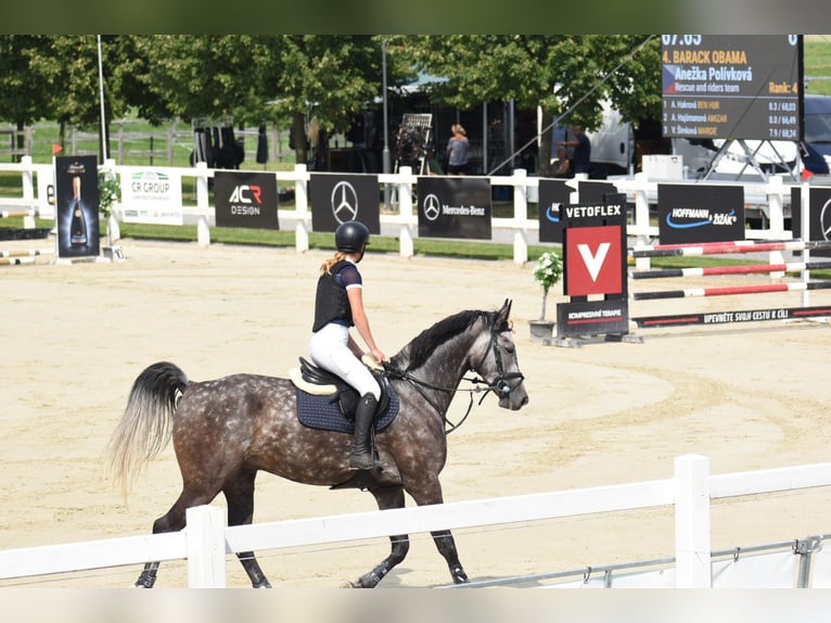 Westphalian Gelding 8 years 16,1 hh Grey in Hunčice