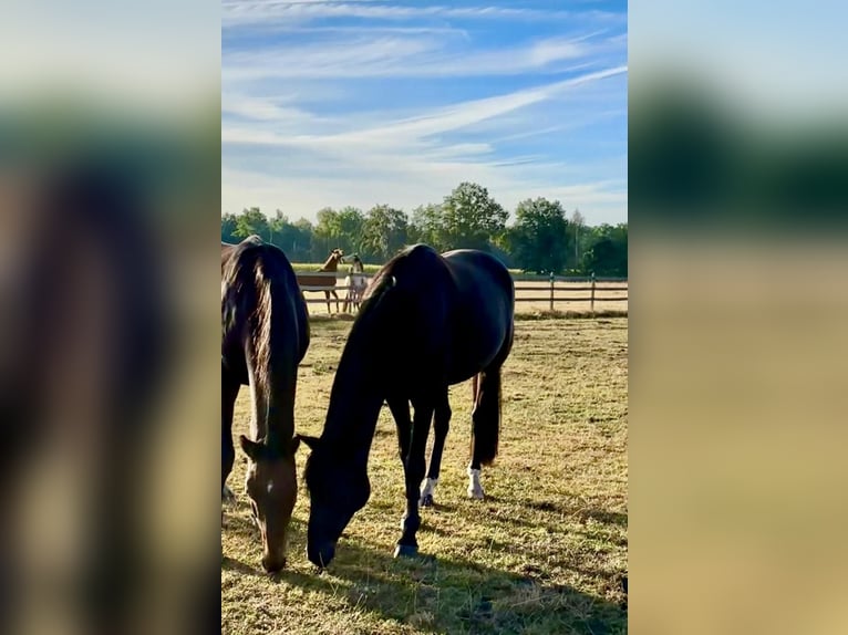 Westphalian Gelding 8 years 16,2 hh Bay-Dark in Warmsen