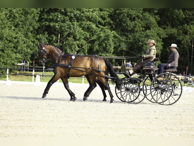 Westphalian Gelding 8 years 16,2 hh Brown in Osnabr&#xFC;ck