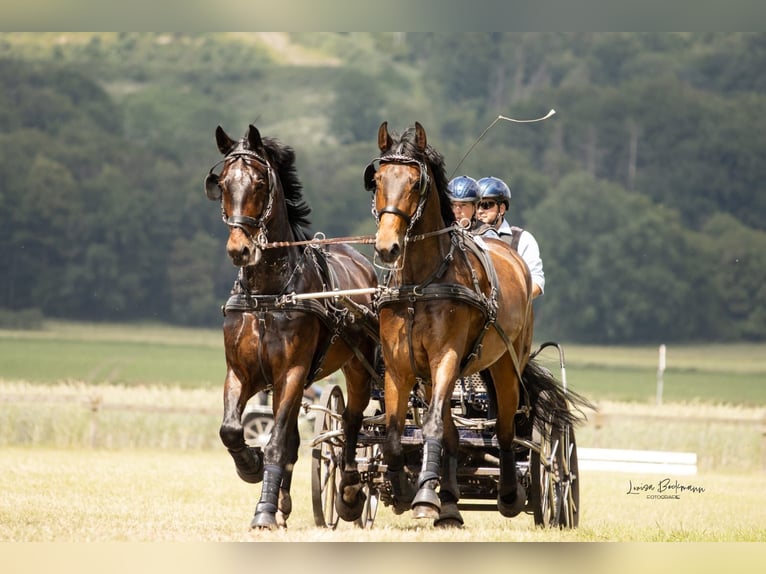 Westphalian Gelding 8 years 16,2 hh Brown in Osnabr&#xFC;ck