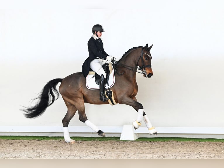 Westphalian Gelding 8 years 16,2 hh Brown in Saerbeck