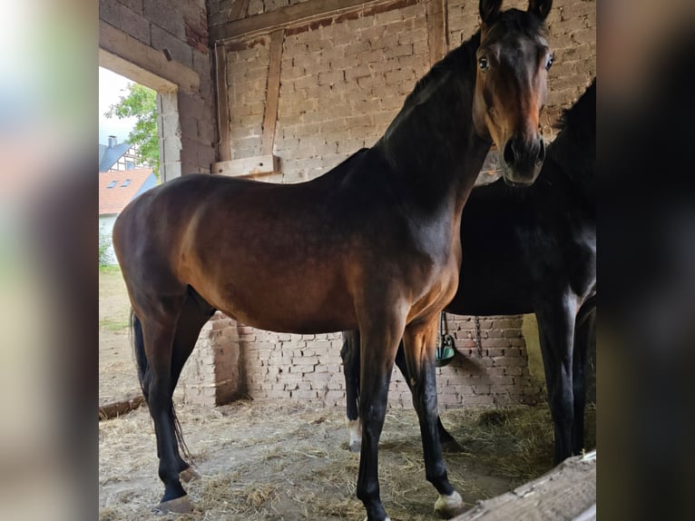 Westphalian Gelding 8 years 16,2 hh Brown in Korbach