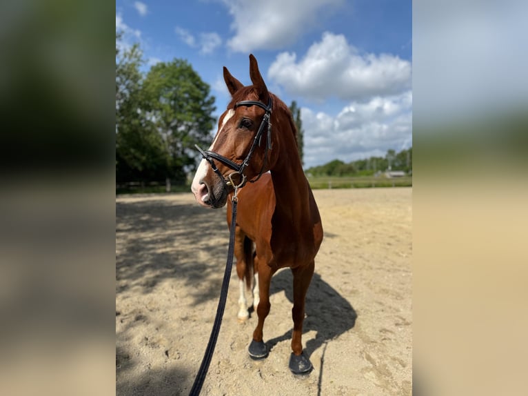 Westphalian Gelding 8 years 16,2 hh Chestnut in Essen