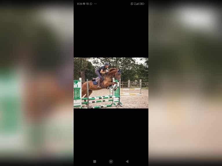 Westphalian Gelding 8 years 16,2 hh Chestnut in Essen