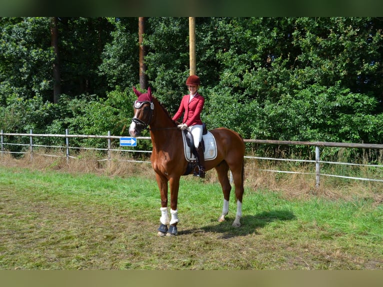 Westphalian Gelding 8 years 16,2 hh Chestnut in Essen