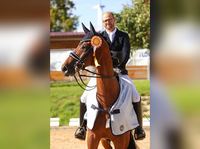 Westphalian Gelding 8 years 17,1 hh Brown in Röttingen