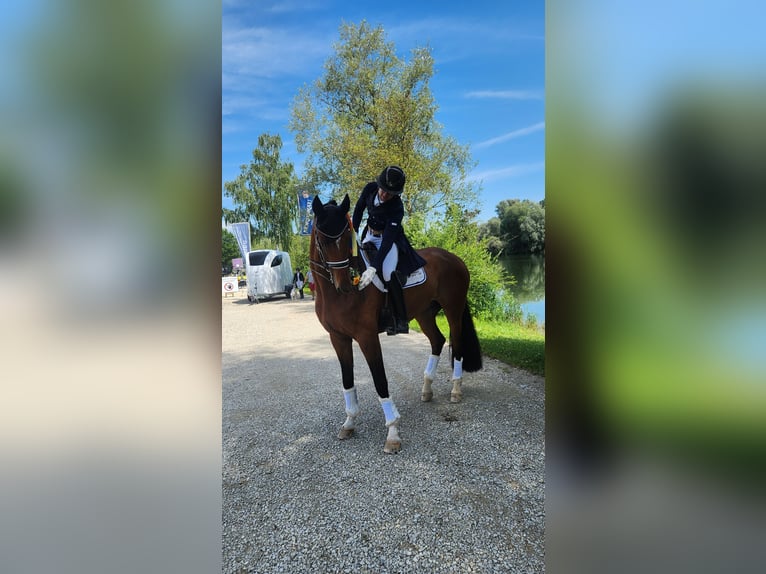 Westphalian Gelding 8 years 17,1 hh Brown in Röttingen