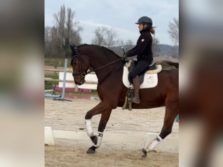 Westphalian Gelding 8 years 17,1 hh Brown in sardieu