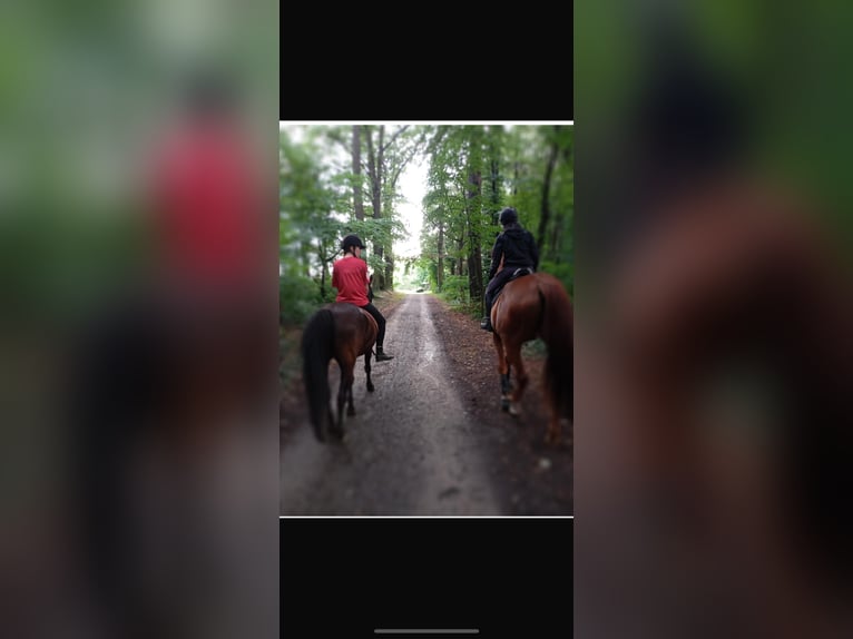 Westphalian Gelding 8 years 17.1 hh Chestnut-Red in SchipkauSenftenberg