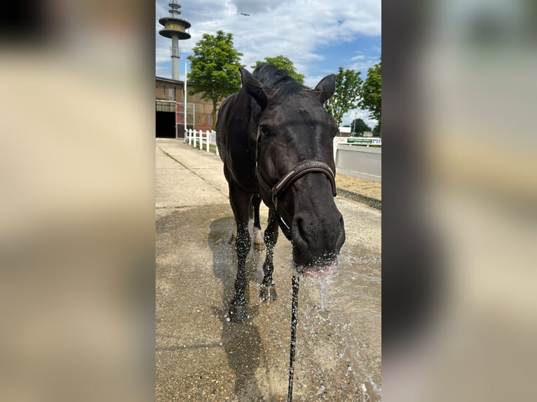 Westphalian Gelding 8 years 17,1 hh Smoky-Black in Sendenhorst