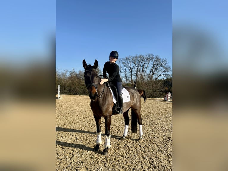 Westphalian Gelding 8 years 17 hh Bay-Dark in Weisendorf