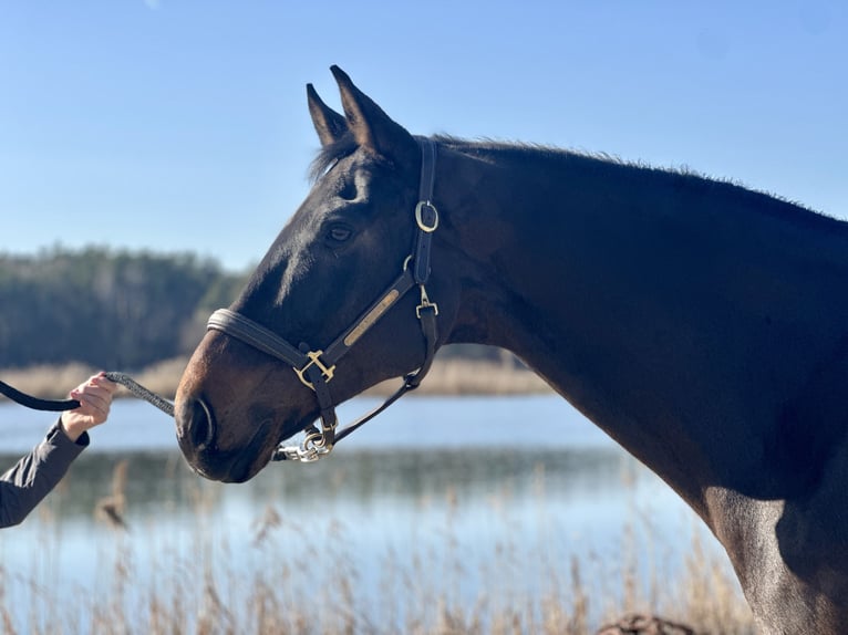 Westphalian Gelding 8 years 17 hh Bay-Dark in Weisendorf
