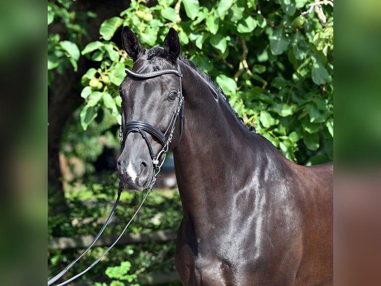 Westphalian Gelding 8 years 17 hh Black in Bad Bevensen