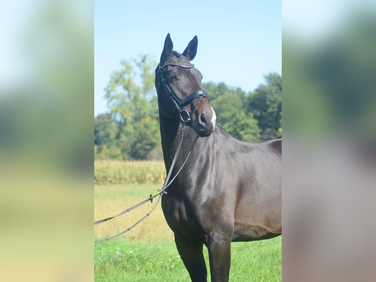 Westphalian Gelding 8 years 17 hh Brown in Freiburg im Breisgau
