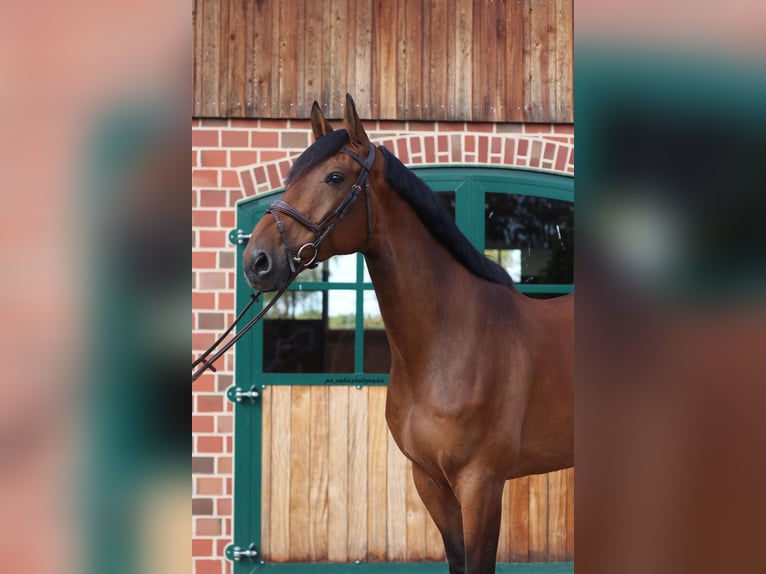Westphalian Gelding 8 years 17 hh Brown in Hamburg Kirchwerder