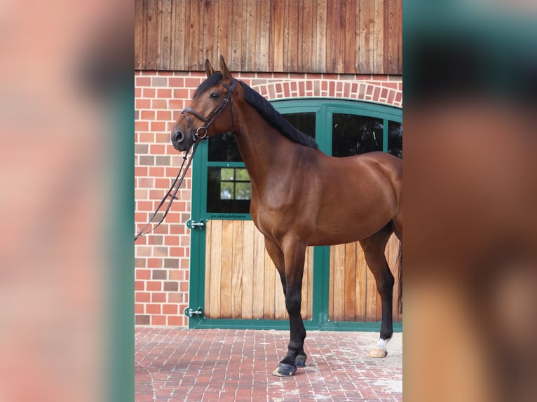Westphalian Gelding 8 years 17 hh Brown in Hamburg Kirchwerder