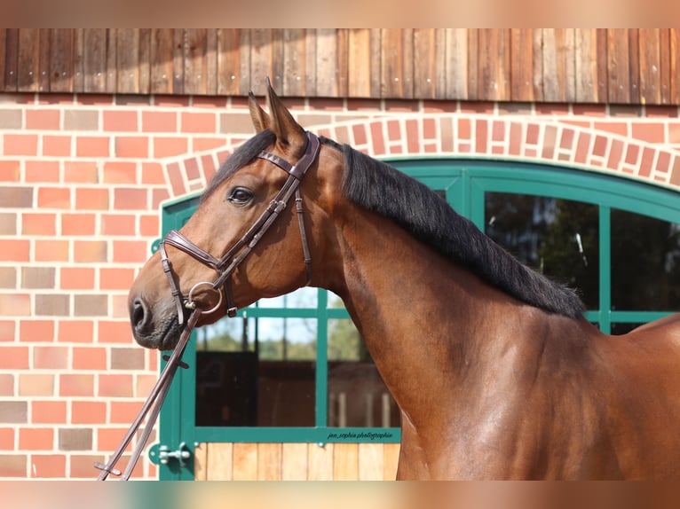 Westphalian Gelding 8 years 17 hh Brown in Hamburg Kirchwerder