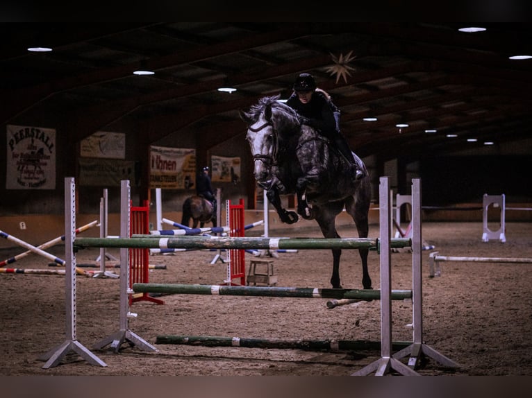 Westphalian Gelding 8 years 17 hh Gray-Dapple in Lütetsburg