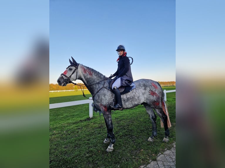 Westphalian Gelding 8 years 17 hh Gray-Dapple in Lütetsburg