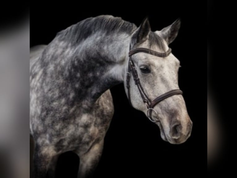 Westphalian Gelding 8 years 17 hh Gray-Dapple in Lütetsburg