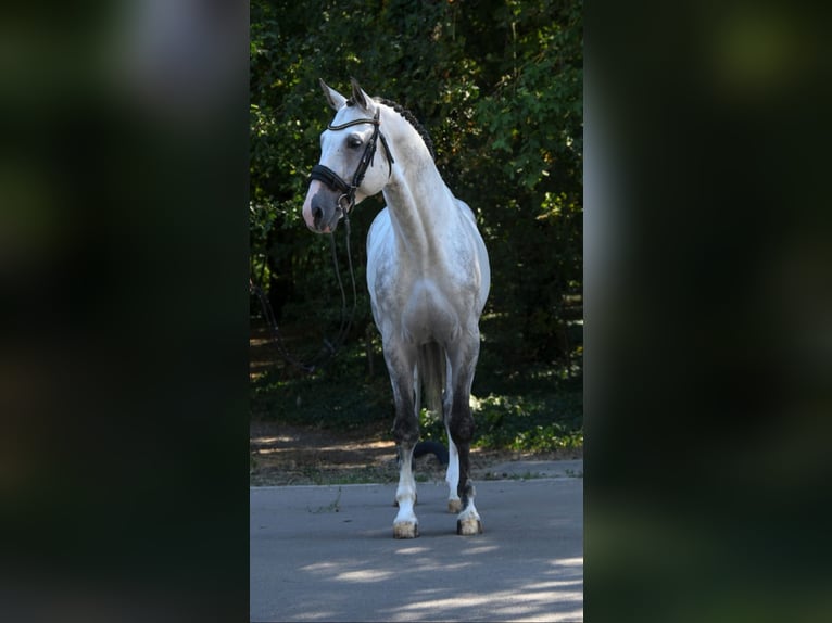 Westphalian Gelding 8 years 17 hh Grey in Budapest
