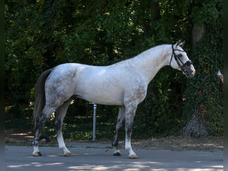 Westphalian Gelding 8 years 17 hh Grey in Budapest
