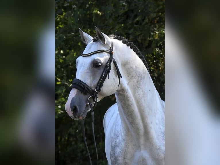 Westphalian Gelding 8 years 17 hh Grey in Budapest